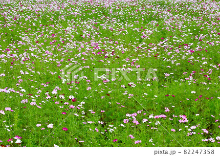 コスモス 野生の花 花 82247358