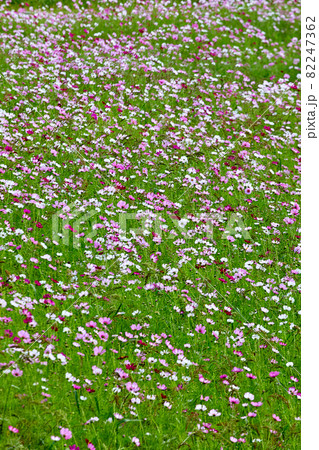 コスモス 野生の花 秋の花 82247362
