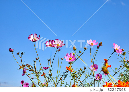 コスモス 野生の花 花 82247368