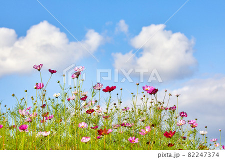 コスモス 野生の花 秋の花 82247374