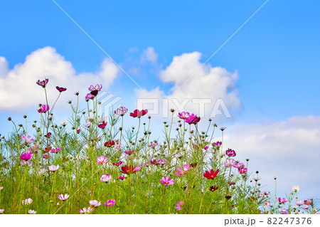 コスモス 野生の花 秋の花の写真素材