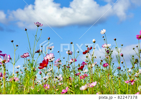 コスモス 野生の花 花 82247378