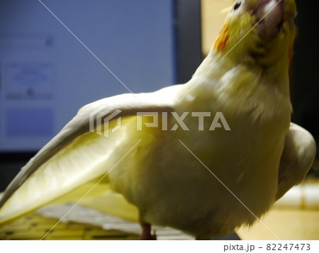 インコ オウム いんこ 82247473