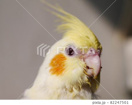 インコ オウム いんこ 82247501