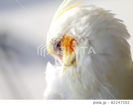 インコ オウム いんこ 82247502