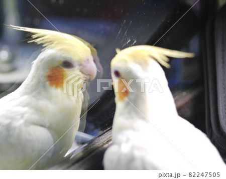 インコ オウム いんこ 82247505