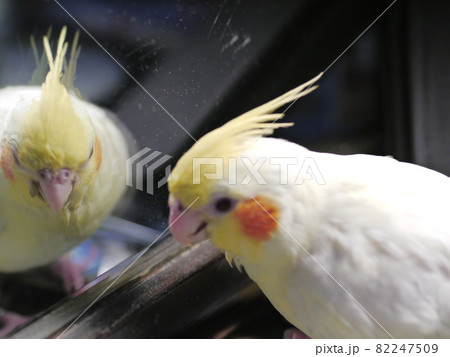 インコ オウム いんこ 82247509