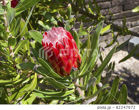 プロテア（ピンク・アイス）/花の直径約7cm×長さ約13cmの筒状の巨大な花 82247672