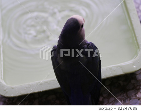 鳥 インコ オウム 82247688
