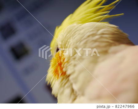 インコ オウム いんこ 82247966