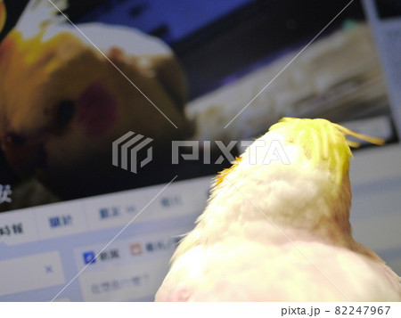 インコ オウム いんこ 82247967