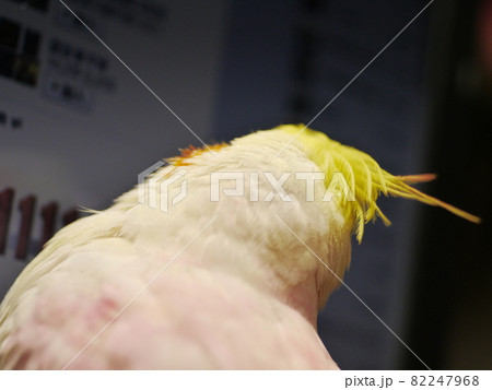 インコ オウム いんこ 82247968