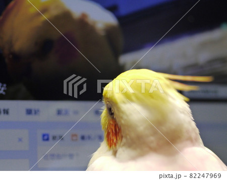 インコ オウム いんこ 82247969