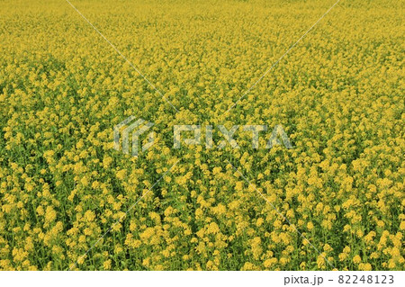 菜の花 菜の花 82248123
