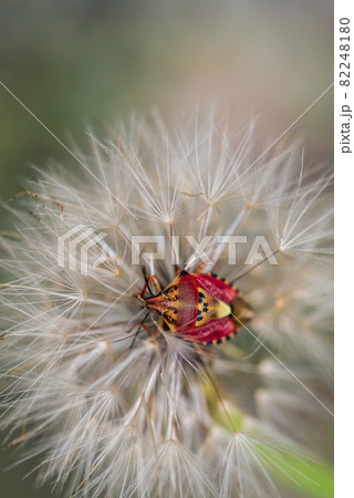 Red vegetable patterned bug on white dandelion Red vegetable patterned bug on white dandelion 82248180