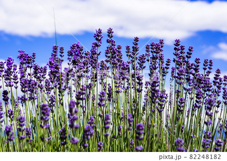 Blue lavender flowers in the mountains of Bulgaria Blue lavender flowers in the mountains of Bulgaria 82248182