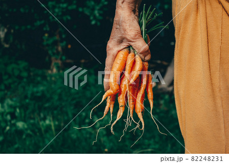 Carrots harvest in very old woman's hand. 82248231