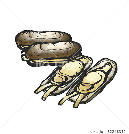 揚巻貝の手描き筆絵風イラスト 揚巻貝の手描き筆絵風イラスト 82248352