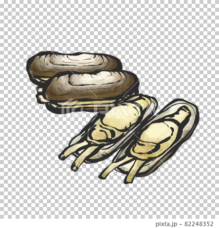 Hand-painted brush painting style illustration of Sinonovacula Hand-painted brush painting style illustration of Sinonovacula 82248352