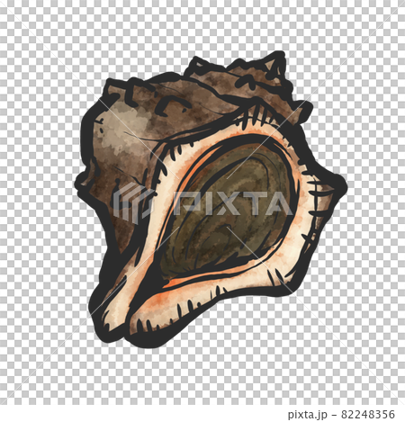 Hand-painted brush painting style illustration of Akanishi shellfish Hand-painted brush painting style illustration of Akanishi shellfish 82248356