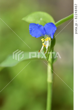鮮やかな青い色が一際目を引く、朝に咲き昼には萎む儚いツユクサの花 82248467