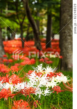 秋の景色を色鮮やかに染め上げる彼岸花 82248929