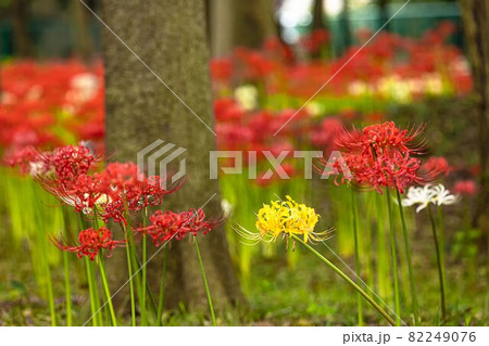 秋の景色を色鮮やかに染め上げる彼岸花 秋の景色を色鮮やかに染め上げる彼岸花 82249076