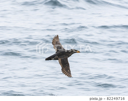 ウトウ飛翔 ウトウ飛翔 82249716