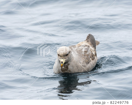 フルマカモメ フルマカモメ 82249776