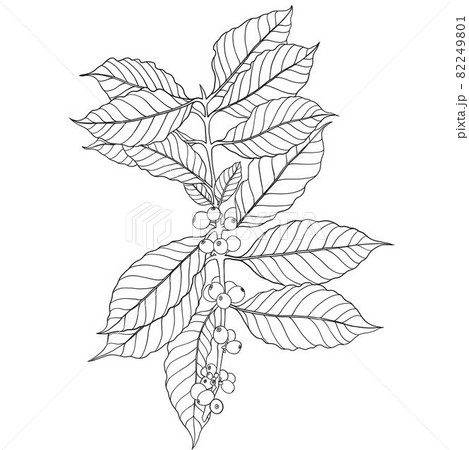 Simplicity coffee tree branch with fresh coffee beans freehand drawing sketch. 82249801