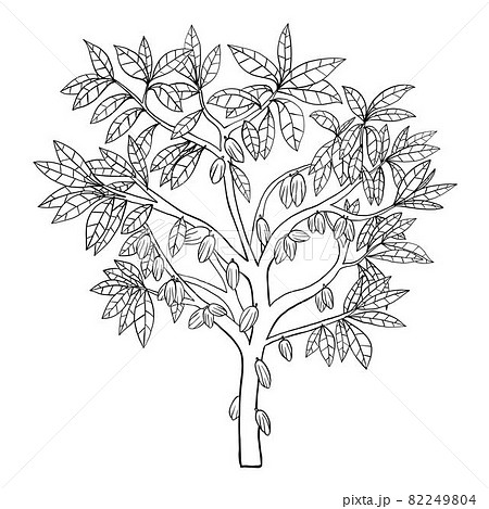 Simplicity cacao tree freehand drawing sketch.V 82249804
