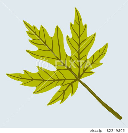 Simplicity maple leaf freehand drawing flat design. 82249806