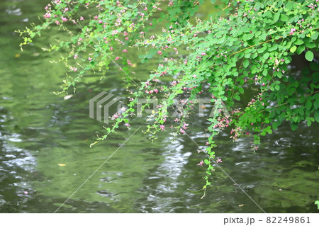水辺にゆれる萩の花 82249861
