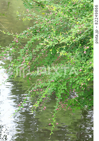 水辺にゆれる萩の花 水辺にゆれる萩の花 82249866