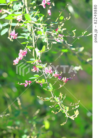 水辺にゆれる萩の花 82249880