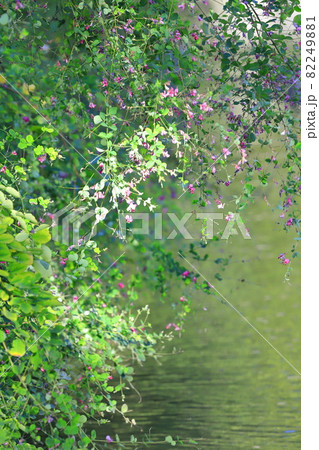 水辺にゆれる萩の花 82249881