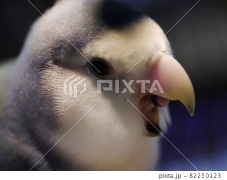 鳥 インコ オウム 82250123