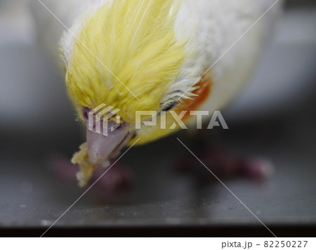 インコ オウム いんこ 82250227