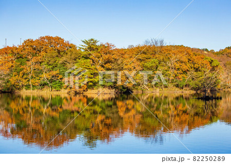 伊豆の瞳 紅葉の一碧湖 伊豆の瞳 紅葉の一碧湖 82250289