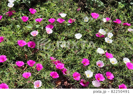 秋の公園に咲くマツバボタンのピンク色の花の写真素材