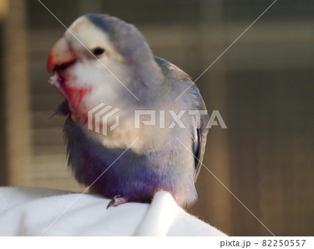 鳥 インコ オウム 82250557