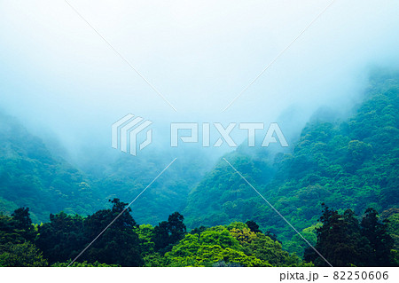 霧の深い森林のイメージ 霧の深い森林のイメージ 82250606