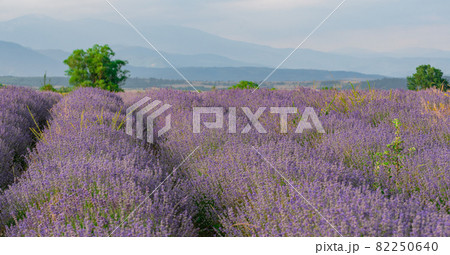 Stunning landscape with a lavender field in the foothills. Stunning landscape with a lavender field in the foothills. 82250640