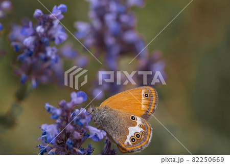 Sennitsy Latin Coenonympha - A genus of butterflies in the satyrin family on a lavender flower Sennitsy Latin Coenonympha - A genus of butterflies in the satyrin family on a lavender flower 82250669