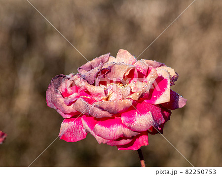 秋の枯れかけの薔薇の写真素材 [82250753] - PIXTA