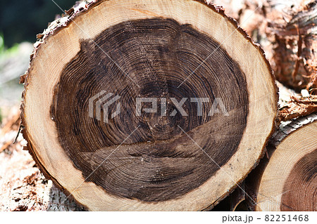 杉の間伐材と年輪 82251468