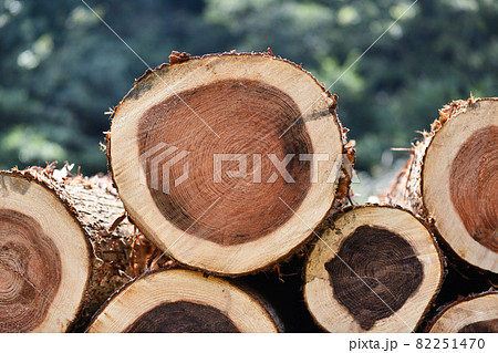 杉の間伐材と年輪 82251470