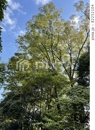 木漏れ日 木漏れ日 82252104