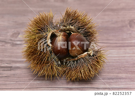 はぜた毬栗 はぜた毬栗 82252357