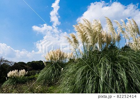 青い空と白い雲とパンパスグラス 82252414